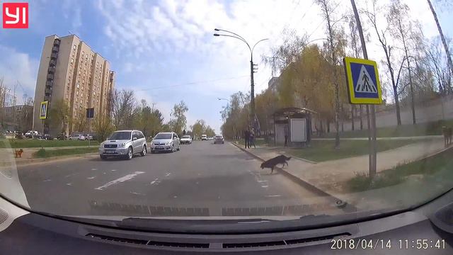 Умный собакевич ;) смотреть онлайн