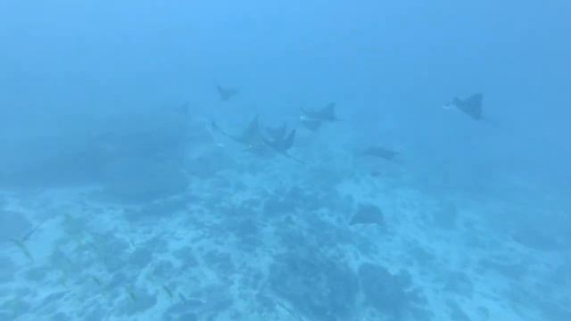 Huvadhu Atoll Maldives смотреть онлайн