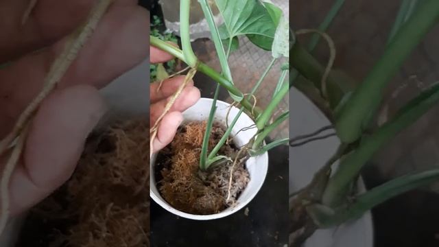 syngonium confetti families. tricolor confetti, regular confetti and milk confetti смотреть онлайн