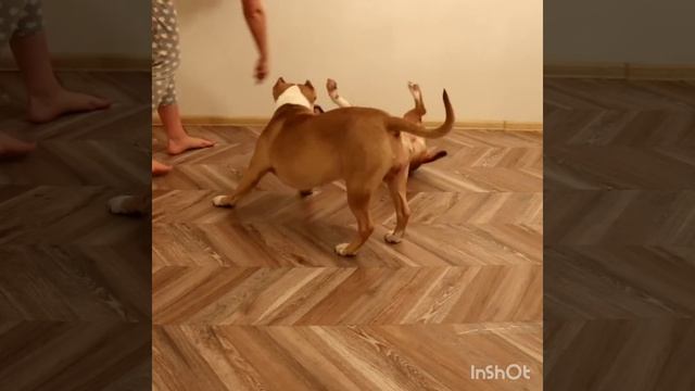 Американский булли и миниатюрный бультерьер смотреть онлайн