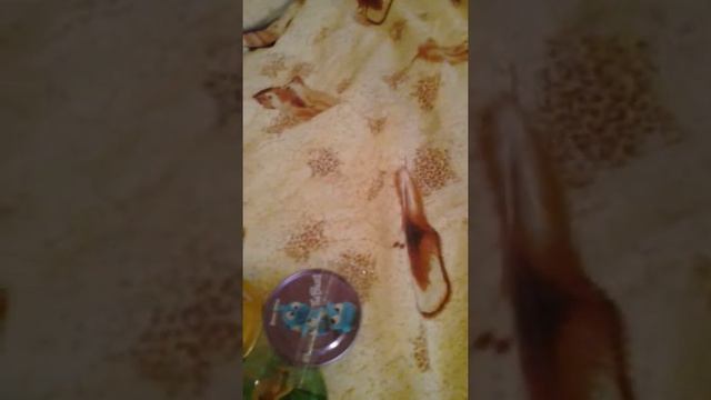 Все железные фишки энгри бертс смотреть онлайн