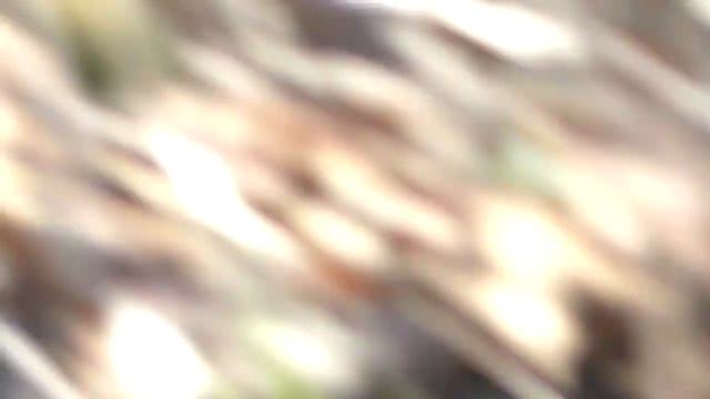 Голодная лиса ждала трамвая смотреть онлайн