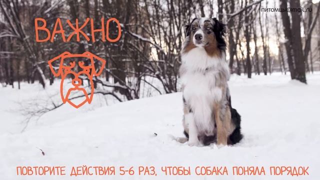 Как обучить собаку команде "фу" смотреть онлайн