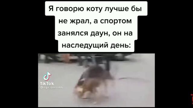 у пельмешек Дэнс,кот спортсмен,таблетки от глистов смотреть онлайн