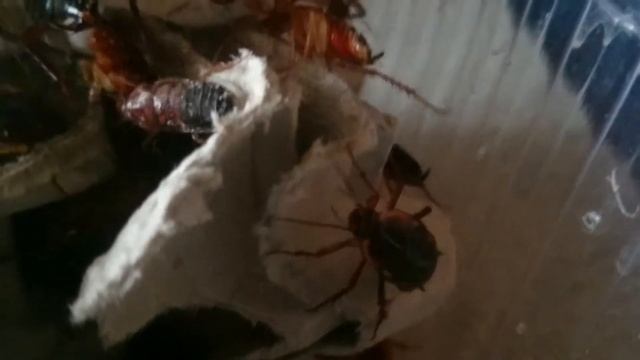 Туркменские тараканы пьют смотреть онлайн
