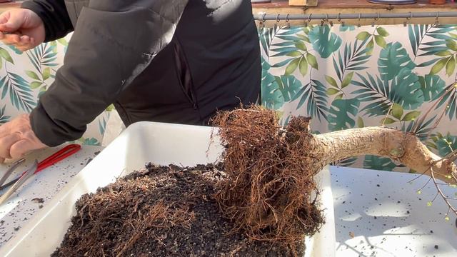 🌿 Transplante de Olmo (Ulmus Parvifolia) смотреть онлайн