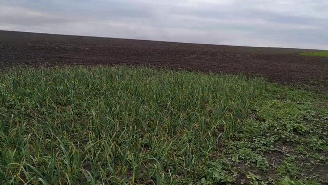 Всходы бахча арбуз на 02.06.2020 смотреть онлайн