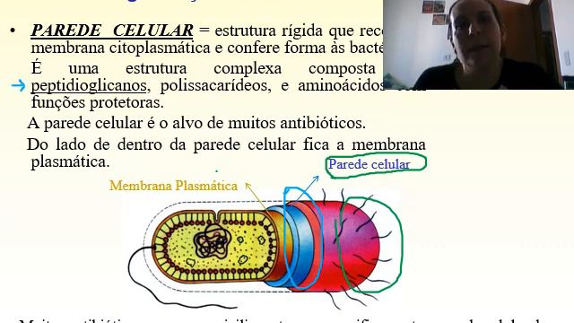Microbiologia: Bactérias - Célula e estruturas смотреть онлайн