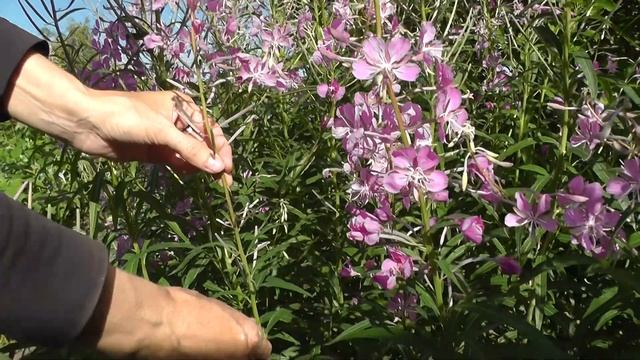 Чай с огорода. Полезные травы для чая. Чай из трав на каждый день смотреть онлайн