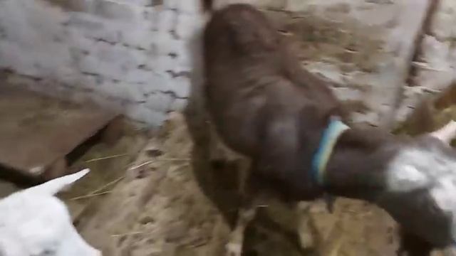 В гостях у Серёжки)))) смотреть онлайн
