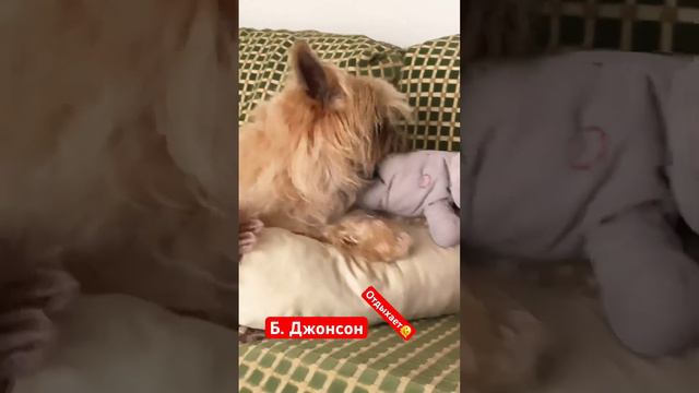 #франция #жизньвофранции #собака #смешныевидео смотреть онлайн
