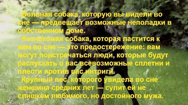 К чему снится СОБАКА? Сонник. смотреть онлайн