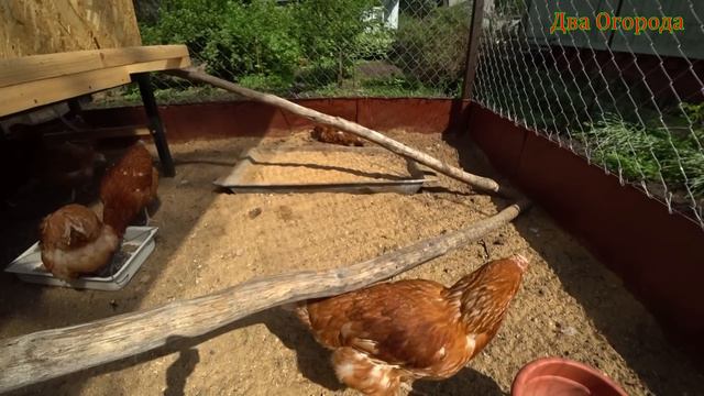 Куры несушки