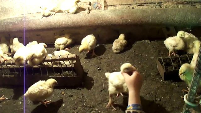 Хоз двор. Наши питомцы. Стройматериалы со свалки. смотреть онлайн