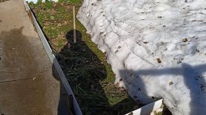 Кот на грядке. Чем отпугнуть котов от грядок.