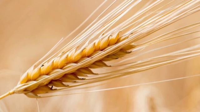 Рацион питания лошади|корма и добавки смотреть онлайн