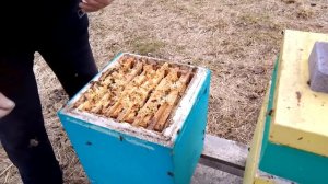 Что осталось в нуклеусах после зимовки