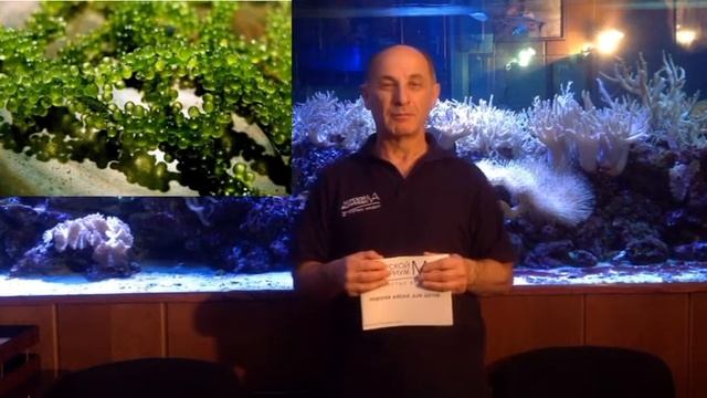 Морская азбука Буква "В" смотреть онлайн