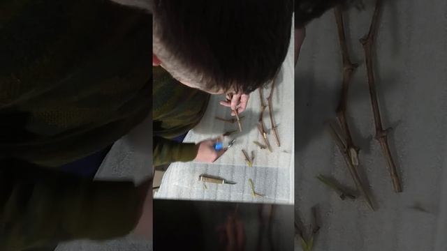 Копулировочный нож для правши и принцип работы им. смотреть онлайн