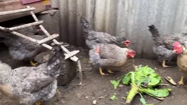 Мои куры породы легбар кремовый. Немного о породе. смотреть онлайн