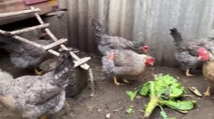 Мои куры породы легбар кремовый. Немного о породе.