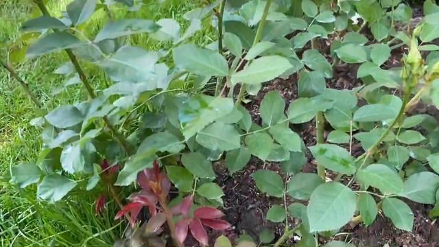 РОЗЫ ДЭВИДА ОСТИНА НАЧАЛО ЦВЕТЕНИЯ ,! Дэвид Остин — английский селекционер роз!!!