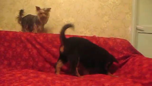 Mayami Veles Ravelin ( rottweiler ) female смотреть онлайн