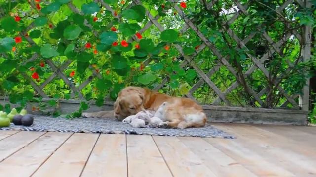 Золотистый ретривер Лара со щенками/Golden retriever with puppies смотреть онлайн
