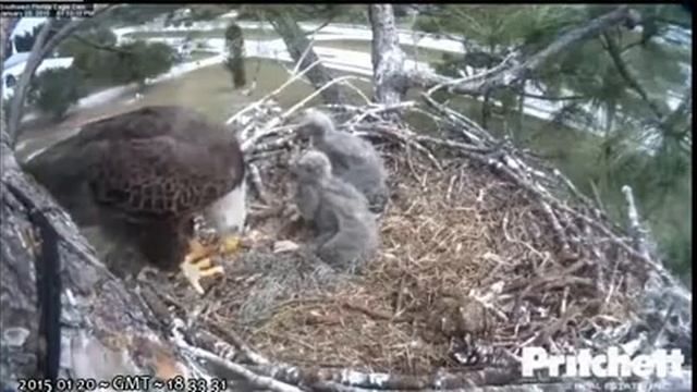 E6 starts another feed @ 1823hr, E5 not interested - Southwest Florida Bald Eagles смотреть онлайн