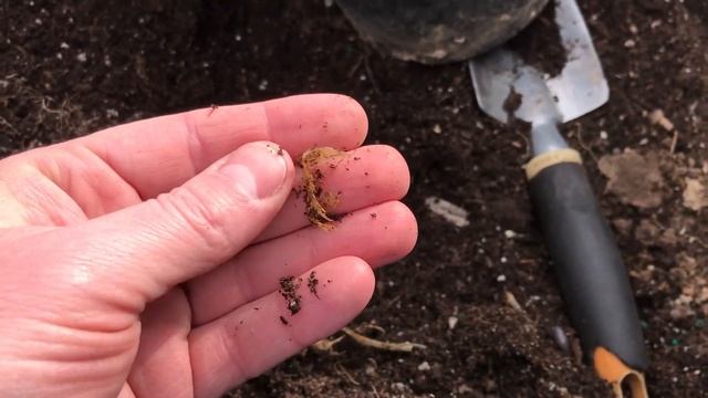 Tuberous Pea (Lathyrus Tuberosus) Tubers