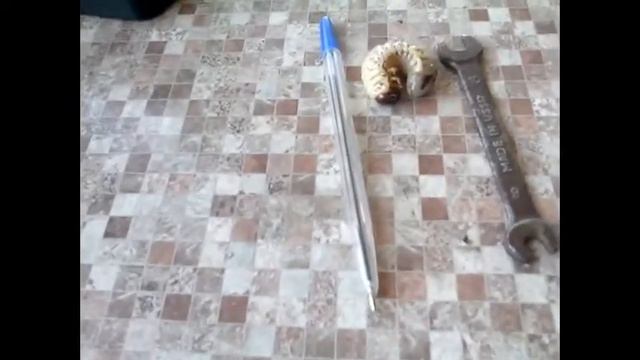 Собираю первый урожай в этом году.Чистый протеин. смотреть онлайн