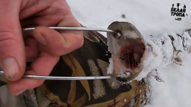 Зимняя рыбалка на волге Ловля щуки на жерлицы.2021. смотреть онлайн