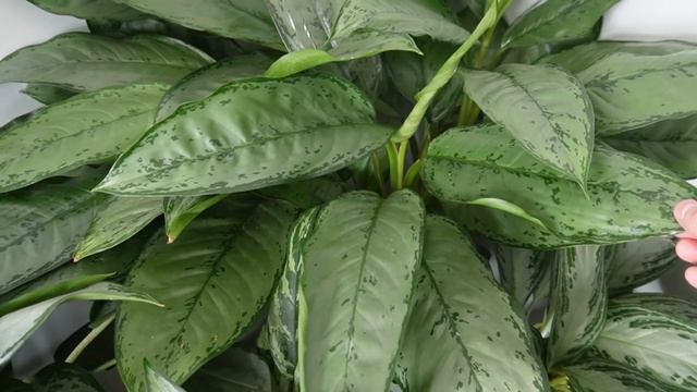 PLANT AND PROPAGATION UPDATES | Hawaiian Pothos, Fiddle Leaf Fig And More! смотреть онлайн