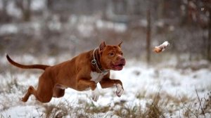 Стафф, Стаффордширский бультерьер порода собаки