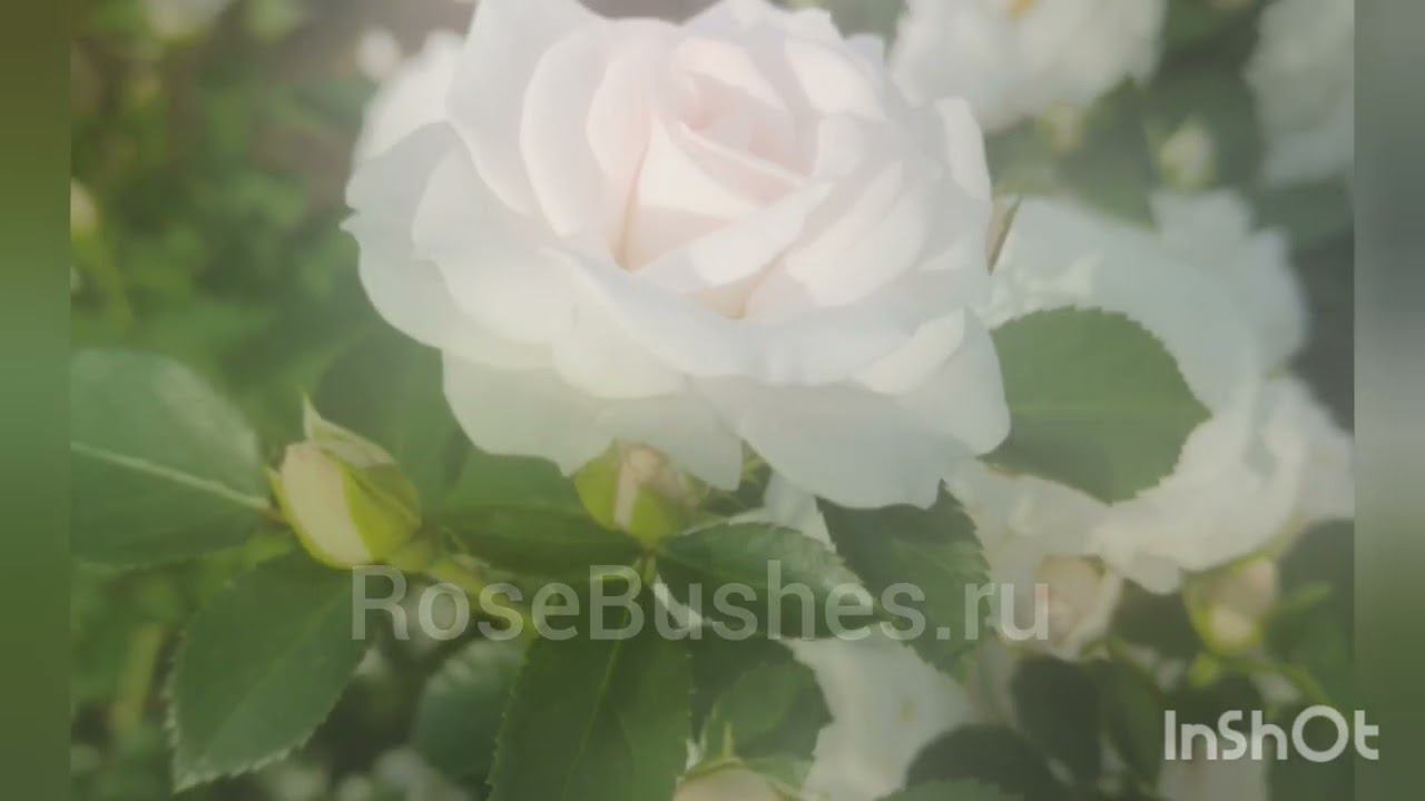 Аспирин. Aspirin. (Флор.) смотреть онлайн