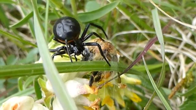 Steatoda paykulliana смотреть онлайн