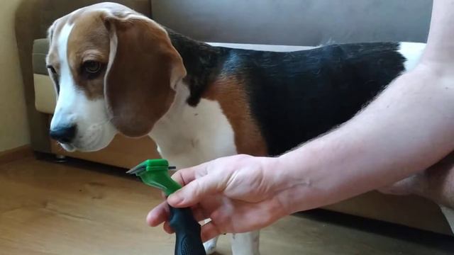 ВЫЧЁСЫВАЕМ ШЕРСТЬ 🐾 смотреть онлайн