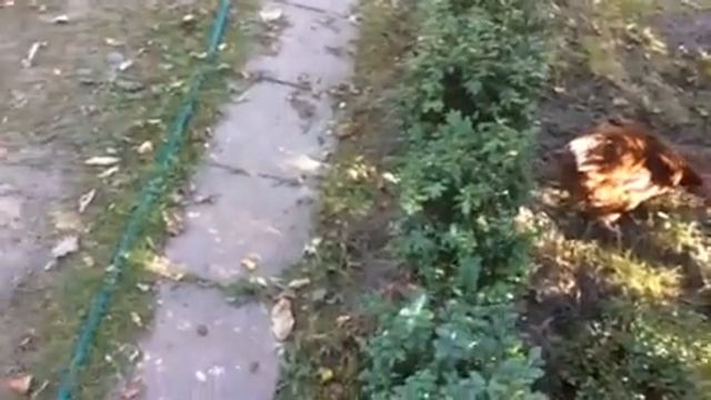 СтройХакер