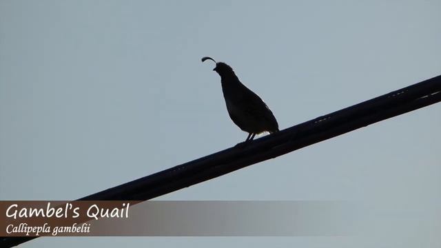 These 263 Common Bird Names Will Be Gone FOREVER смотреть онлайн