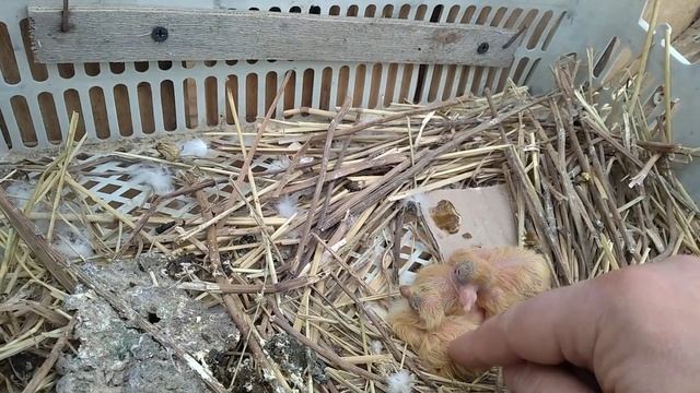 27 апреля 2021 г. отвечаю вопрос о самке которая не несётся, андижанские голуби смотреть онлайн