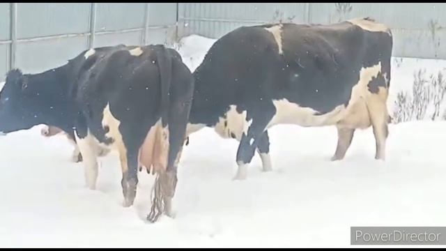 проважаем год быка смотреть онлайн