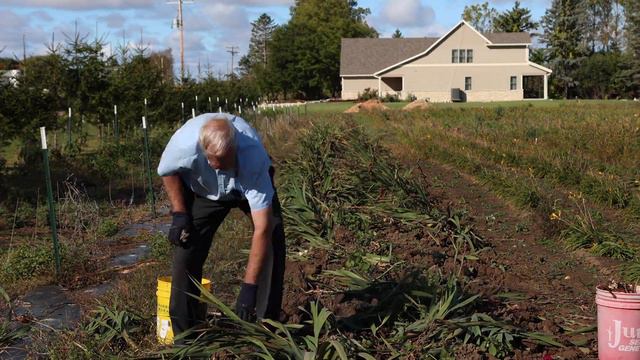 Gladiolus - From Flower to Bulb смотреть онлайн