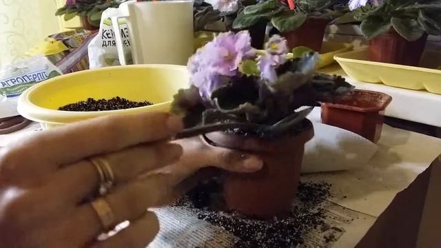 Пересадка и перевалка фиалок смотреть онлайн