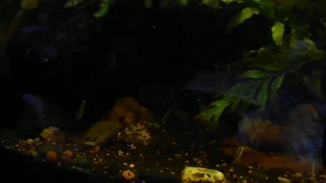 193 Hypostomus plecostomus смотреть онлайн