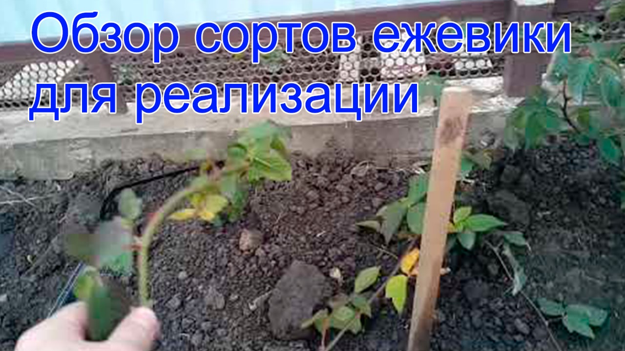 Обзор сортов ежевики для реализации смотреть онлайн