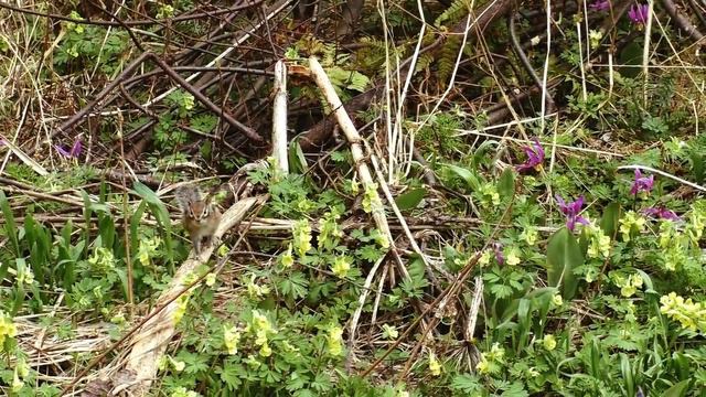 бурундук смотреть онлайн