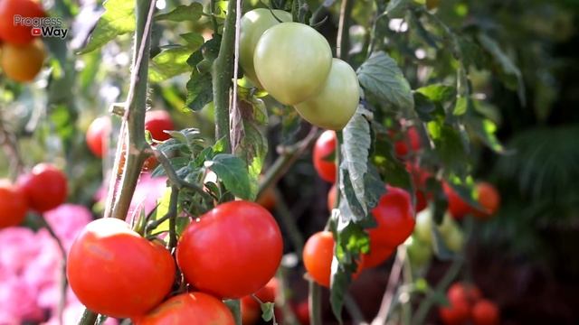 СУПЕР ПОДКОРМКА ПОМИДОР ВО ВРЕМЯ ЦВЕТЕНИЯ ДЛЯ УВЕЛИЧЕНИЯ УРОЖАЯ смотреть онлайн