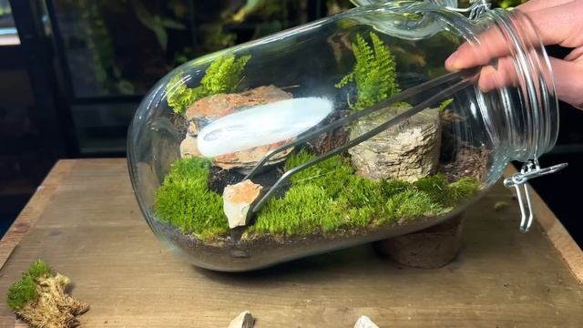 I Made a Self Sustaining Terrarium With a Mini Pond, Here’s How! смотреть онлайн