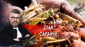Стая саранчи | Знаете ли вы, что?  (26.11.2021).