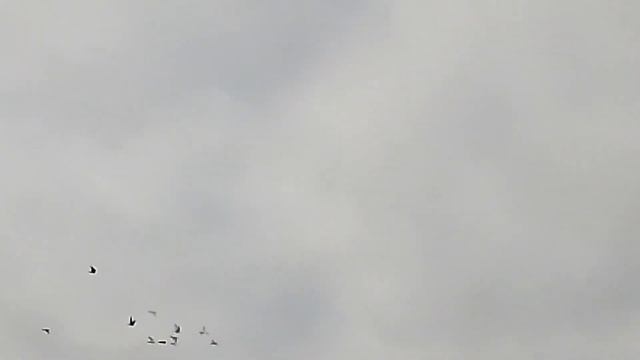 молодой голубь два с половиной часа в небе дорогие подписчики и гости канала приятного просмотра смотреть онлайн